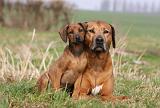 RODESIAN RIDGEBACK 085